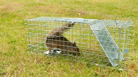 Factors to Consider for Squirrel Trap Placement