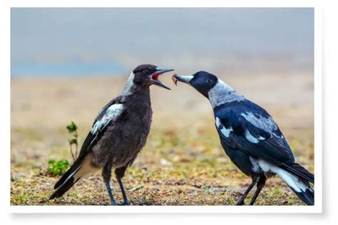 What Baby Magpies Eat In The Wild And While In Care