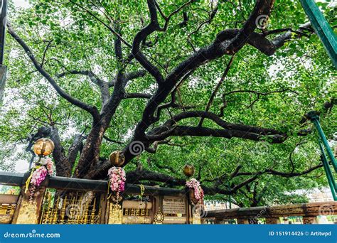 The Bodhi Tree Near Mahabodhi Temple At Bodh Gaya, Bihar, India Stock ...