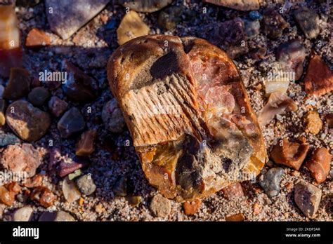 Other fossils with petrified wood in Jasper Forest in Petrified Forest ...