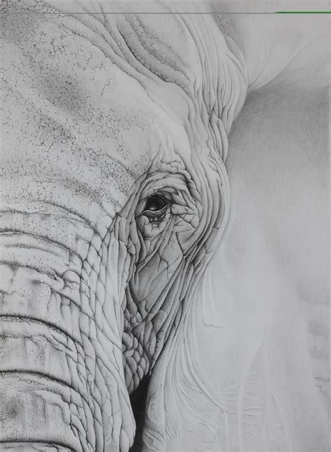 Elephant Eye Drawing by Stacey Ferguson | Saatchi Art