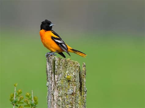 Baltimore Oriole Migration: A Complete Guide | Birdfact