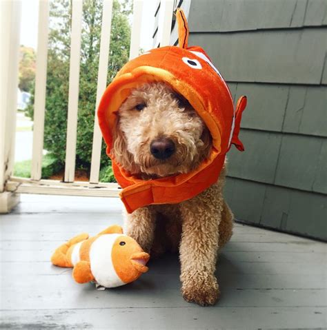 Nemo the fish Halloween Costume, dog halloween costume, goldendoodle, fish costume | Dog ...