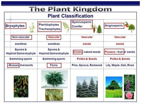 Plant Kingdom Thallophytes Algae Bryophytes Pteridophytes - Riset