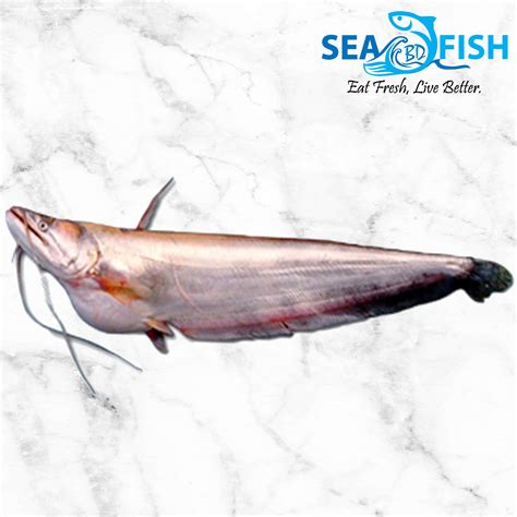 Buy Boal Fish Medium(2.5 Kg+)-River/Haor,Cleaning/Cutting-Per KG - Sea Fish BD