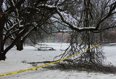 Campus ice damage 7 | February 2014 University of Oregon sno… | Flickr