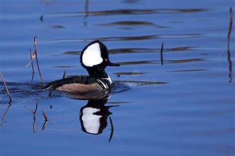 Male Hooded Merganser Duck Stock Photo - Image: 66524983