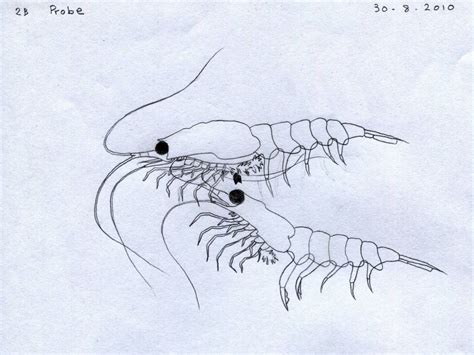 Krill Drawing at GetDrawings | Free download