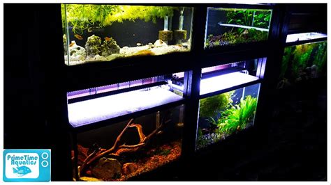 29 Gallon Aquarium Pros and Cons: Should You Buy a 29 Gallon Fish Tank? - YouTube