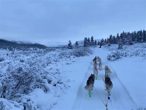 Shaytaan Siberian Huskies Sled Dog Team