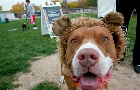 Pitbull Dog Vs Lion