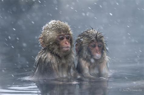 15 Reasons You Should Go Visit the Japanese Snow Monkeys | Фотографии животных, Фотография ...