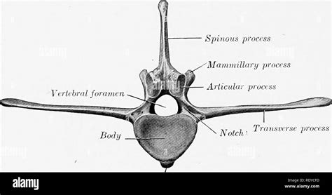 Mammillary process hi-res stock photography and images - Alamy