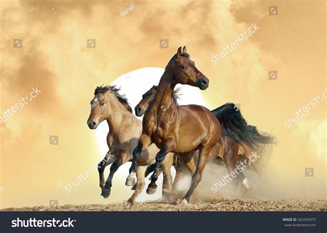 Horses Run Wild On Sunset Stock Photo 262433975 - Shutterstock