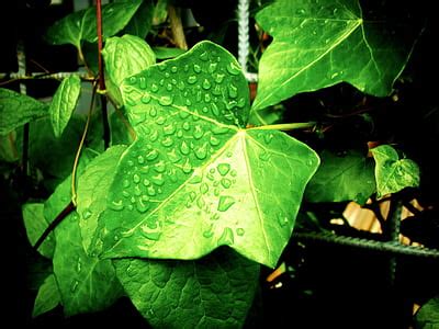 Royalty-Free photo: Green leaves | PickPik
