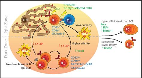 Figure 1 from Germinal Center B Cell Dynamics. | Semantic Scholar