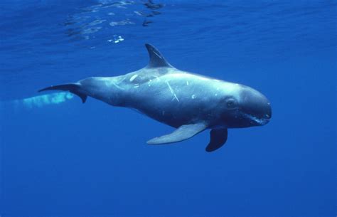 Pygmy Killer Whale photos