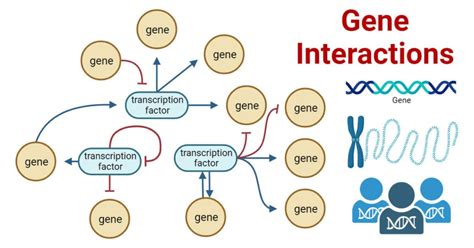 Gene Interactions: Types, Examples, Mapping, Significances