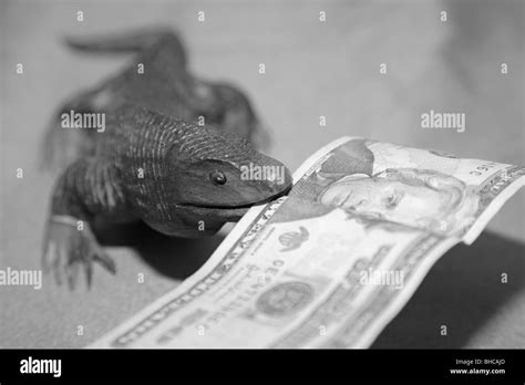 Wooden komodo dragon lizard souvenir carving biting US 20 dollar bill currency bank note in it's ...
