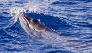 Extinct Whale Found: Rare Pygmy Right Whale Is The Last Survivor Of An ... | Whale, Great whale ...