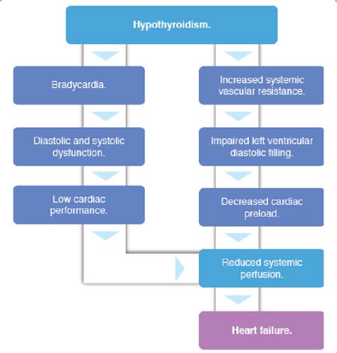 Components leading to heart failure in hypothyroidism. | Download Scientific Diagram