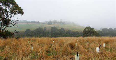 farmers dedicate land for key koala habitat in Australia