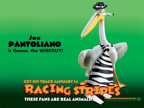 Racing Stripes (2005) - Racing Stripes (2005) Wallpaper (833794) - Fanpop