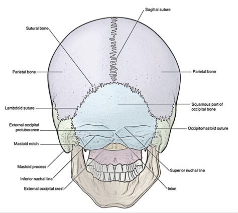 Easy Notes On 【Skull】Learn in Just 4 Minutes!