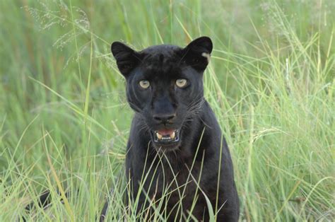 Panthers & Pumas Explained | Big Cat Conversations