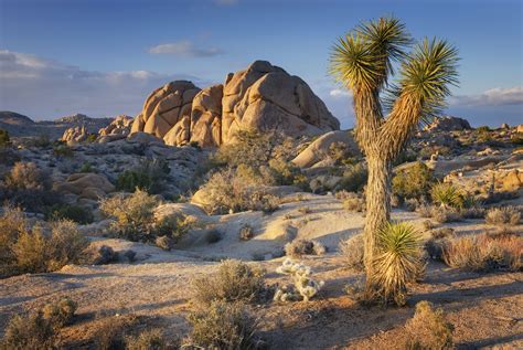 Exploring Joshua Tree National Park