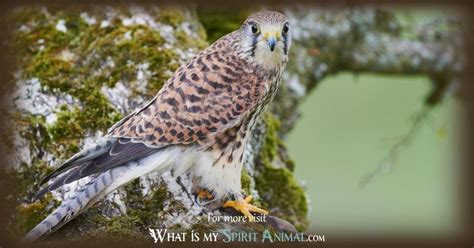 Kestrel Symbolism & Meaning | Kestrel Spirit, Totem, & Power Animal