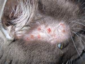 Allergies and Allergic Reactions in cats, how to find and treat