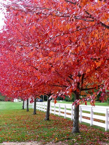 Autumn color | Temple Ambler Campus | Jane Dickson | Flickr