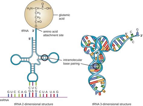 NO “SIMPLE” LIFE FORM EXISTS – Evolution is a Myth