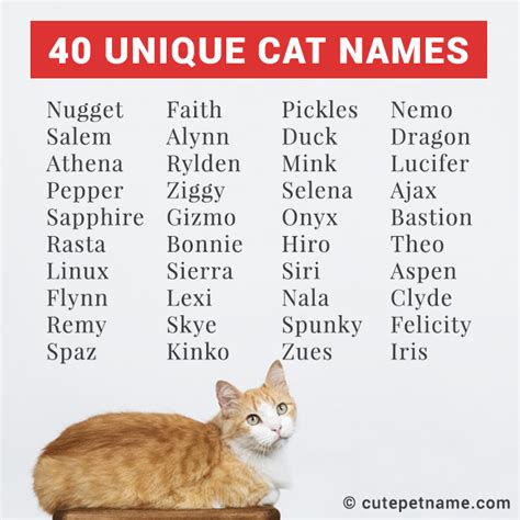 Unique Pet Names That Make Your Fur Babies Even More Special - Cute Pet ...