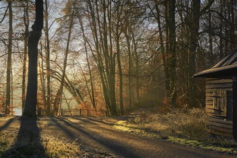 Premium Photo | Country road in autumn