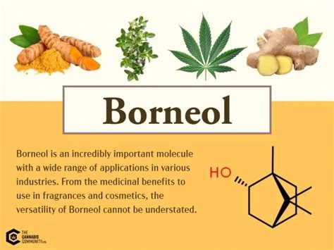 Borneol: What You Need To Know About This Cannabis Terpene