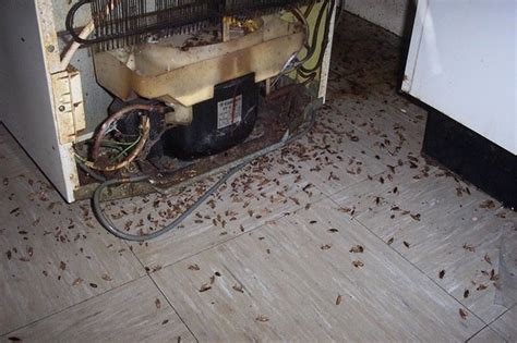 Get Rid of Roaches - Aantex