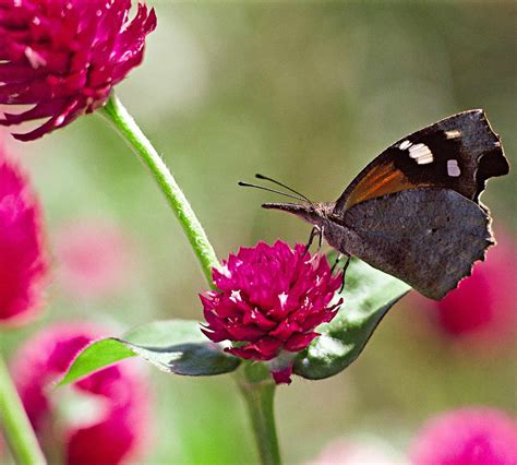 Create a Beautiful Butterfly Garden with These Plants