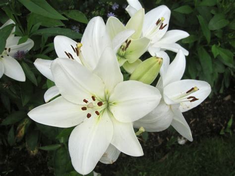 white lilies are blooming in the garden