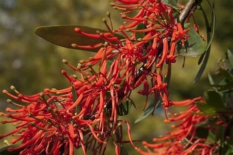 Chilean fire bush - Embothrium coccineum - Photo Prints - 6318179 - Kew Gardens