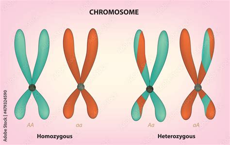 chromosome DNA mutation with homozygous and heterozygous in molecular biology (homozygous and ...