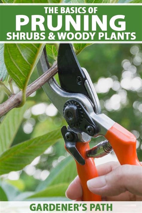 The Basics of Pruning Shrubs and Woody Plants | Gardener's Path