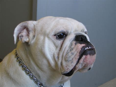 File:Female English Bulldog.jpg - Wikipedia