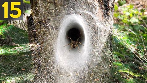 Web Wonders: 15 Amazing Spider Webs You Have to See to Believe – Archaeology 24