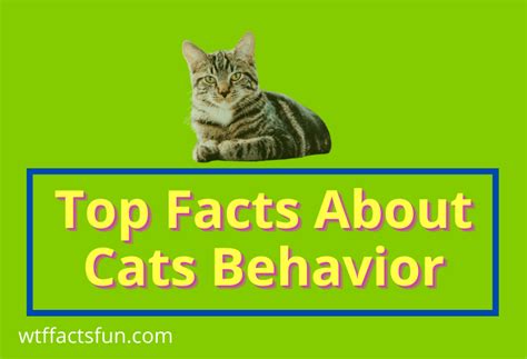 31 Top Mind Blowing Facts About Cats Behavior