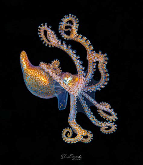 Everything You Need To Know About An Octopus Brain! - OctoNation - The ...