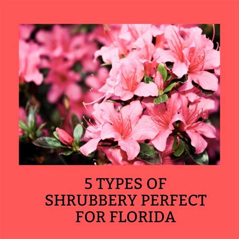 5 Types of Shrubbery Perfect For Florida - Real Estate Firm of Florida ...