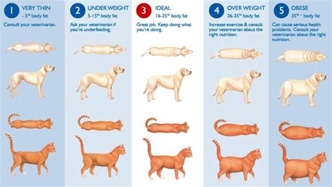 diet - My cat is gaining too much weight, how often should I be feeding ...