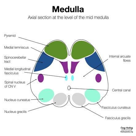 Medulla oblongata | Radiology Reference Article | Radiopaedia.org